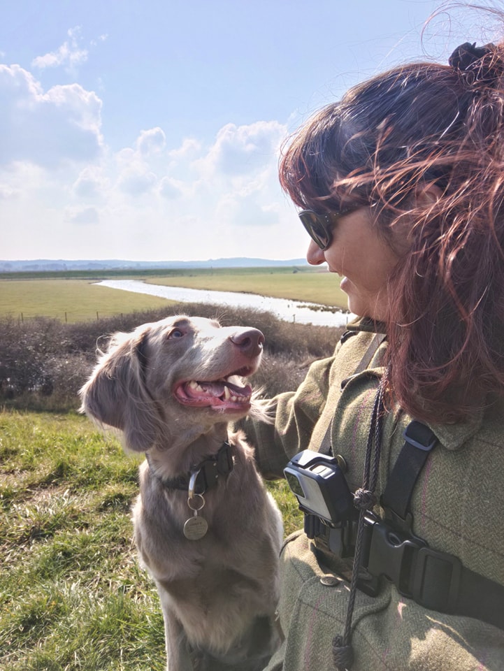Longhaired Weimaraner looking at owner