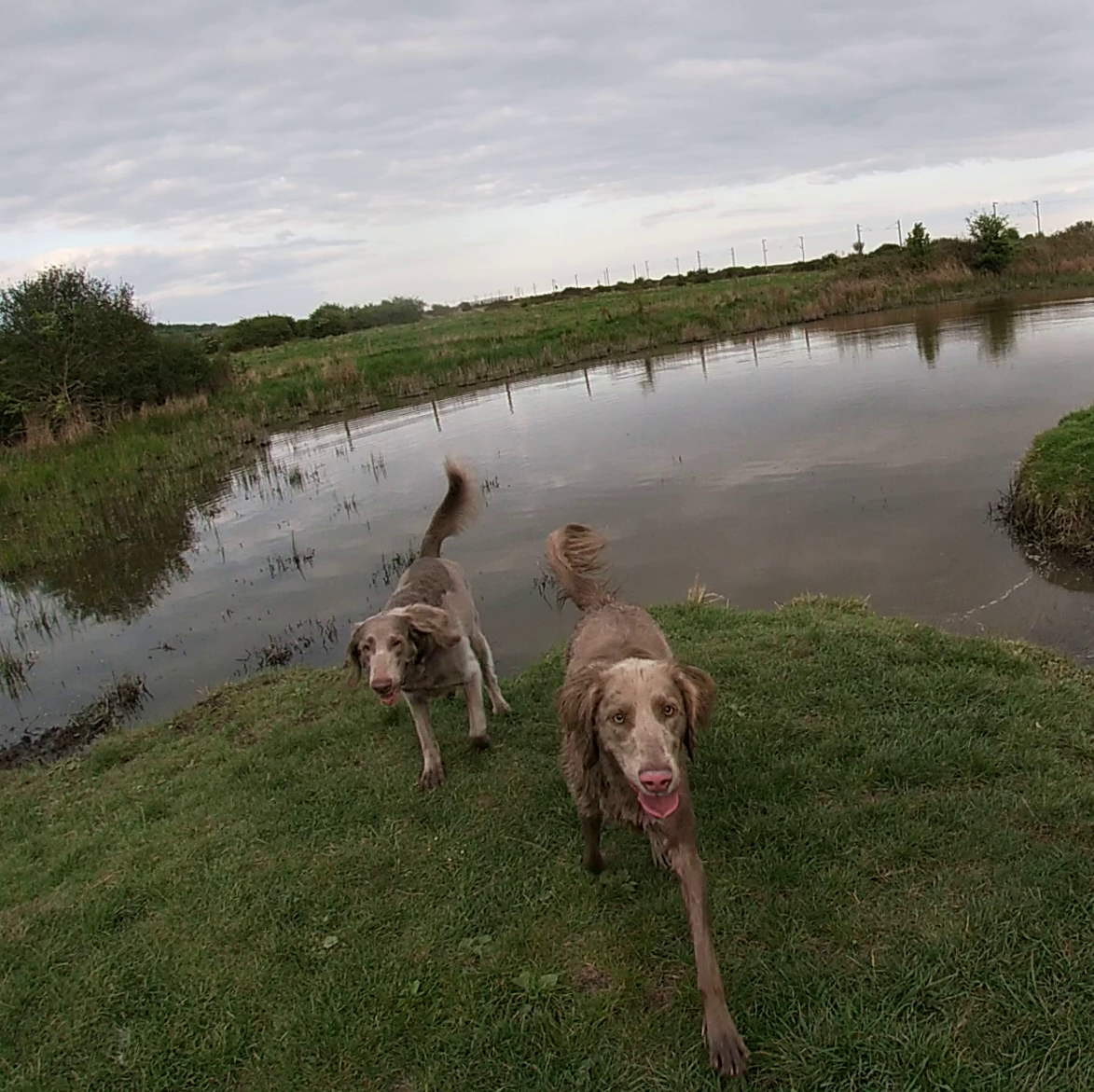 Two longhaired weimaraners exiting waterbody