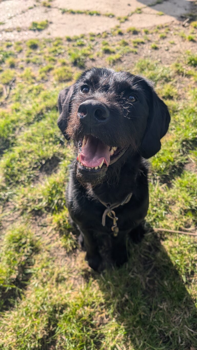 Buddy