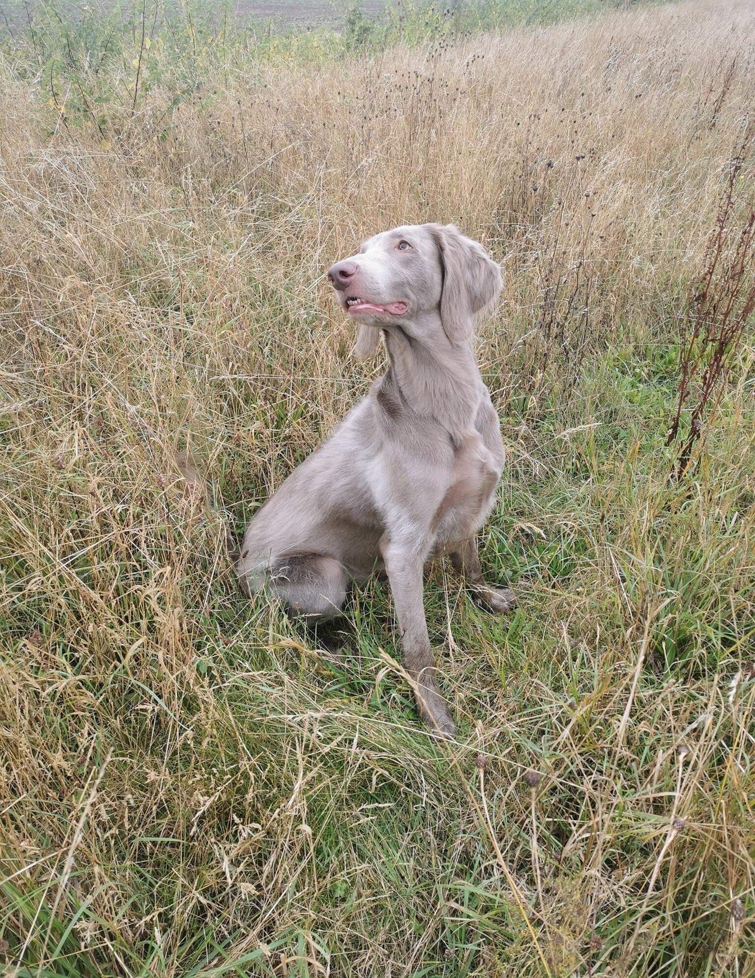 Longhaired Weimaraner in the field