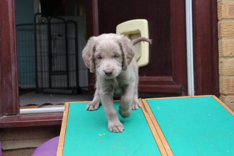 Your Puppy Is Learning What Works