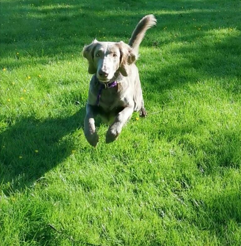 Jumping Weimaraner