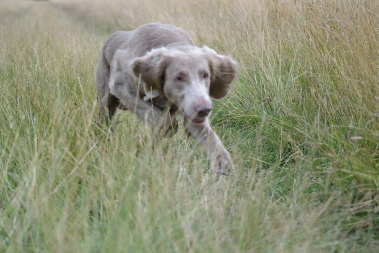 Train the mind, transform the dog