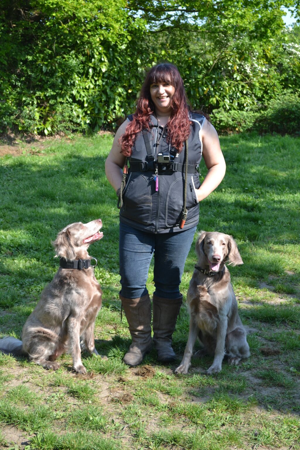 Lady and two longhaired weimaraners