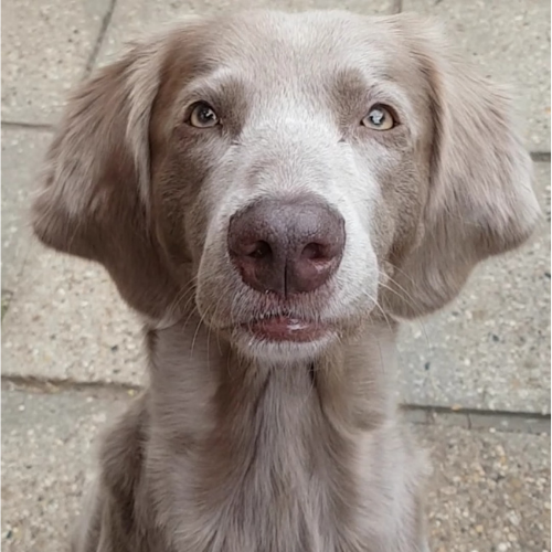 Longhaired Weimaraner looking directly at camera