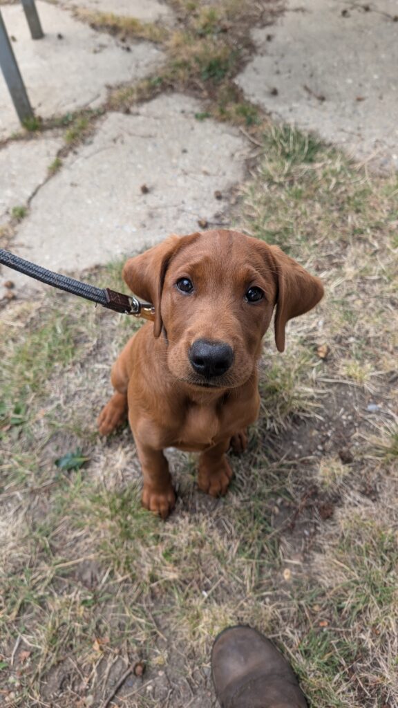 Well behaved puppy sat on lead