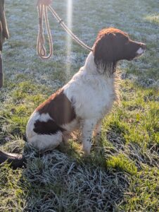 English Springer Spaniel Sitting