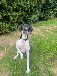 Pointer gundog