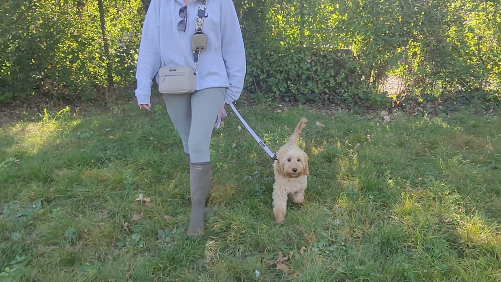 Loose Lead Walking