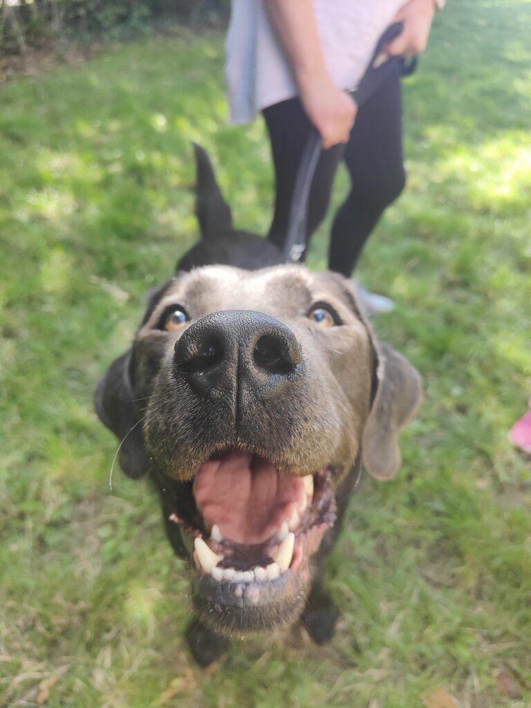 Happy Labrador