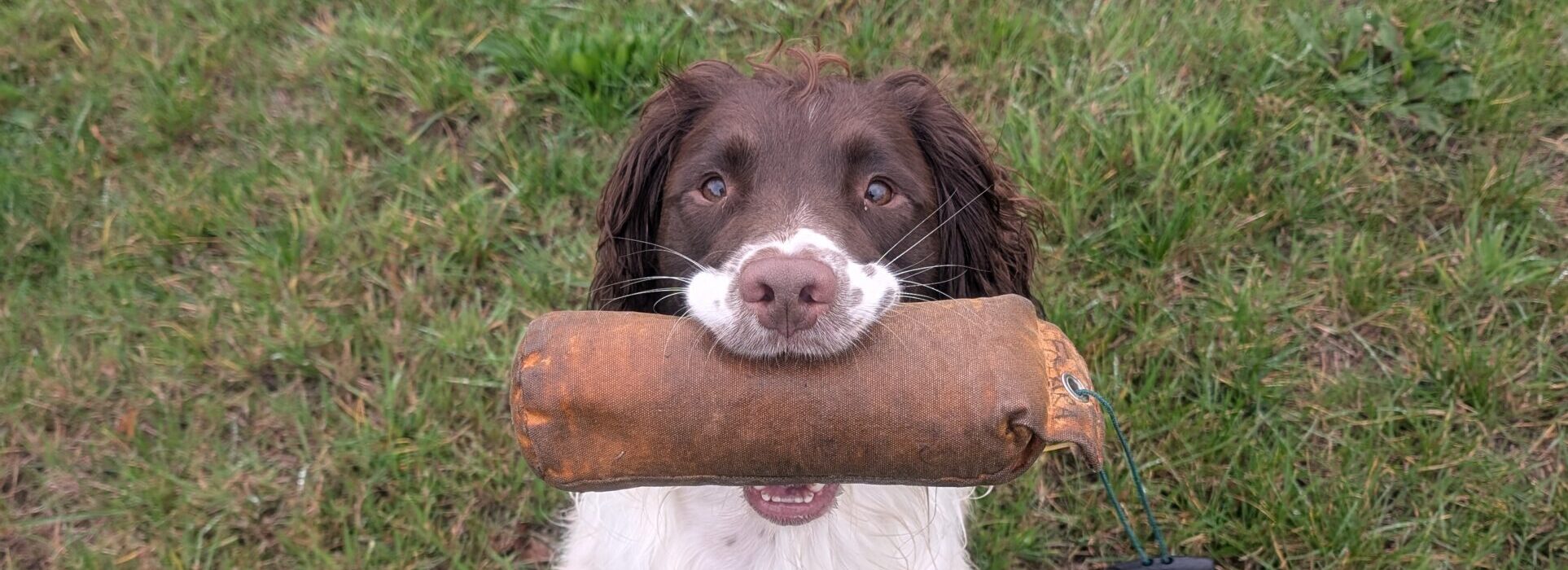 Springer Spaniel Holding a Gundog Dummy
