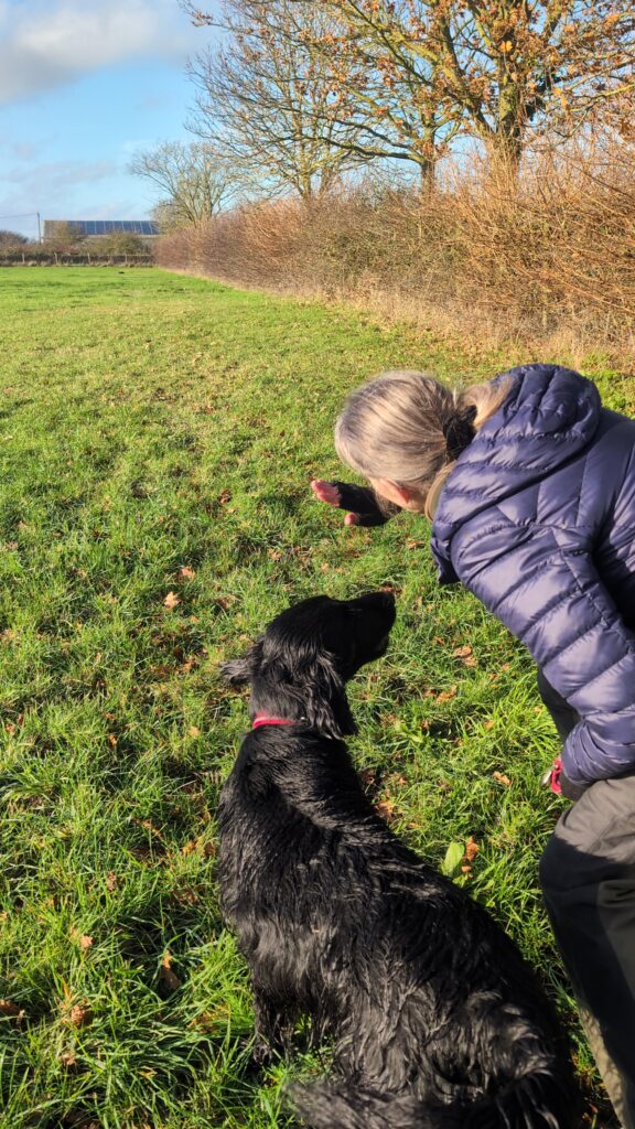 Flatcoat sendaway