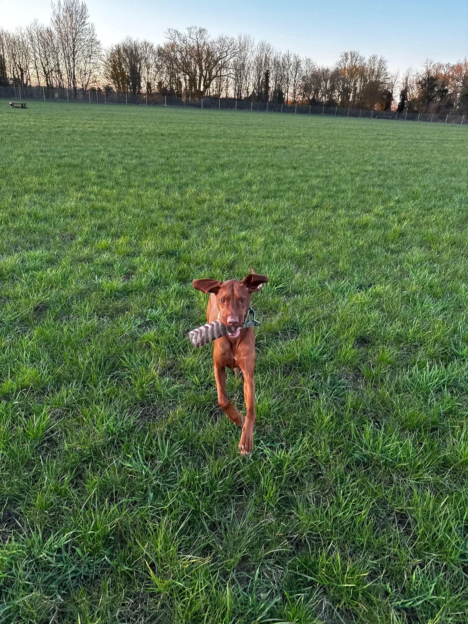 Vizsla retrieving