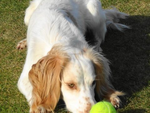 Spaniel and his ball